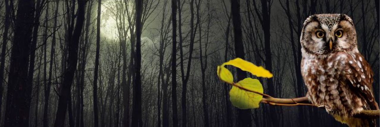 Dunkler Wald und im Vordergrund eine Eule auf einem Ast